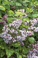 Syringa vulgaris 'Variegated Double', flowering in May at Dingle plants and gardens