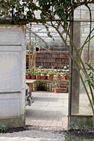 View of the Helleborus in the glasshouse. 