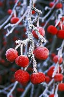 Malus x robusta 'Red Sentinel' - close up of berries in December 
