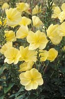 Oenothera biennis flowering in July at Clare college, cambridge