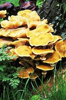Armillariella Mellea - honey fungus, growing at base of hornbeam tree in October, Cambridge botanic garden