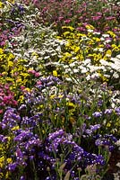 Limonium sinuatum 'Sunburst series' - statice, mixed colours flowering in august