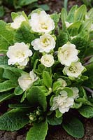Primula 'Dawn Ansell' - double primrose