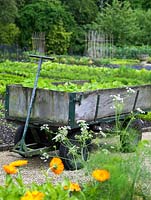 Cart of young nasturtium plants. The two-acre, organic, walled kitchen garden at Le Manoir aux Quat'Saisons, conceived by celebrity chef, Raymond Blanc. 