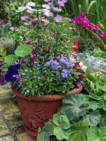 A terracotta container with mixed planting including Fuchsia, Begonia, Nasturtium, Lobelia and Petunia,