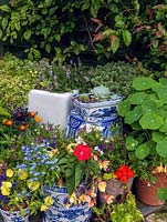 A mixed group of containers planted with Begonia, Lobelia, Petunia, Nasturtium, Thymus with succulents Aeonium and Echeveria.