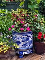 A small ornamental container group planted with Fuchia and annuals Begonia, Petunia, Lobelia, Viola and Pelargonium.