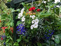 A hanging basket planted with annuals Petunia, Lobelia, Viola and Pelargonium. Hanging baskets are useful in a confined space with limited floor area for beds and borders.