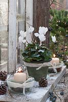 Cyclamen with lanterns, pins, sloes and snow outside the window