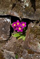 Primula growing in nook in an old stone wall