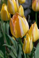 Tulipa 'Antoinette' - multi headed tulips that mature from yellow through to pink