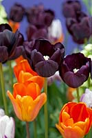 Tulipa 'Paul Scherer' AGM - black, Tulipa 'Annie Schilder' - orange, Tulipa 'Flaming Flag' - purple white, Tulipa 'White Triumphator' 
