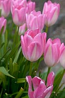 Tulipa 'Hatsuzakura'