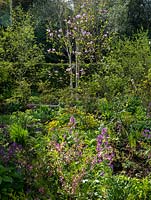 Sunlit Lunaria combines with birch and magnolia trees in a spring woodland garden. In foreground, pink Prunus tenella 'Fire Hill'.