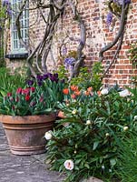 A spring border containing peonies, wisteria and euphorbia, with pots of Tulipa 'Princess', 'Irene' and 'Ronaldo'.