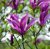 Magnolia Galaxy, a small compact deciduous variety producing large purple pink flowers.