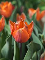 Tulipa 'General de Wet', a single early flowering variety.