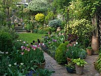 18m x 7m walled London garden. Container display of different varieties of tulips with view to rest of long narrow town garden