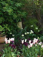 Shady bed with containers of tulips beneath old apple tree in 18m x 7m walled garden. Limestone sculpture.
