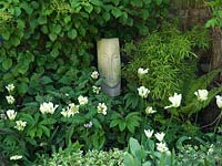 Limestone sculpture in shady bed of arum, dicentra, lamium, fern, ivy, hydrangea, hellebore, bamboo and Tulipa 'Spring Green', beneath old apple tree in 18m x 7m walled garden. 