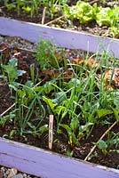 Beetroot and onions in raised vegetable bed