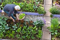Man harvesting Lettuce 'Red Oak Leaf'. Lettuce 'Laibach ice salad'. Raised bed with onions, broccoli, .