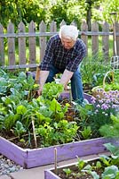 Man harvesting green lettuce Lactuca 'Laibach ice salad'. Raised bed with onions, beetroots, chives, parsley, broccoli, kohlrabi.