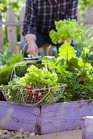 Basket of harvested lettuce and radishes.