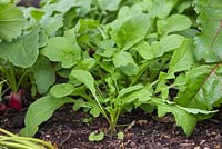 Eruca sativa - Rocket in a raised bed ready for harvesting