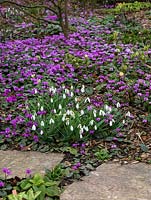 A National Collection of over 600 different snowdrops kept in dedicated raised beds, and in clumps in borders amongst Cyclamen coum and hellebores.