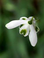Galanthus 'Titania', a double snowdrop, a winter flowering bulb with tiny, multi-petalled flowers and widely outer petals when seen from above.