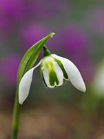 Galanthus 'Dionysus', a Greatorex double snowdrop, a winter flowering bulb with tiny, multi-petalled flowers and widely splayed outer petals, revealing marked petals.
