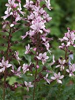Dictamnus albus 'Rubra', a herbaceous perennial flowering in the summer.