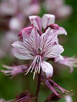 Dictamnus albus 'Rubra', a herbaceous perennial flowering in the summer.