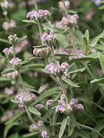 Phlomis italica, an evergreen shrub with grey woolly leaves and lilac pink flowers in summer.
