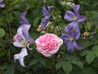 Delicate combination of light pink Rosa Queen of Denmark with mauvish blue Clematis Prince Charles in summer.