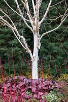 Betula var. jacquemontii 'Grayswood Ghost' with Bergenia Bressingham Ruby, Hymalayan Birch. March.