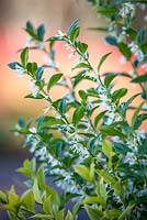 Sarcococca x confusa, Christmas Box, Sweetbox