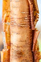 Betula utilis - Himalayan Birch.