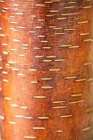 Betula utilis - Himalayan Birch. 