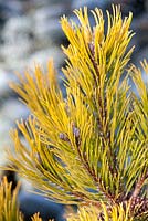 Pinus mugo 'Carsten's Wintergold', Dwarf Mountain Pine. 