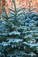 Picea pungens Maigold, Blue Spruce. 