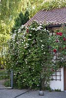 View from courtyard to the entrance. Climbing roses against the house. Rosa 'Sympathie', Rosa 'Bobbie James', Rosa 'Souvenir du Docteur Jamain'
