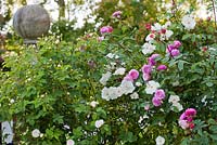 Rose Jacqueline du Pre and Rosa Ina an Mona