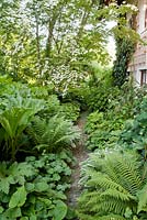 Path through shady garden with Gunnera manicata, Cornus kousa, ferns, Hosta, Alchemila mollis.