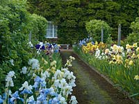 View of old bearded iris backed by espaliered fruit trees.