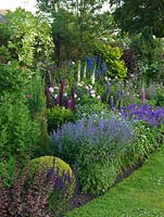 Herbaceous border with lupins, catmint, hardy geranium, foxgloves, delphiniums, and buxus ball.
