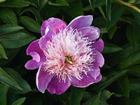Paeonia 'Bowl of Beauty', peony, a herbaceous perennial bearing large, anemone-form, pink flowers with dense, creamy centres consisting of crowded petaloids.