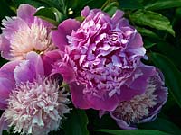 Paeonia 'Sarah Bernhardt' and B'owl of Beauty', pink peonies that make excellent cut flowers.