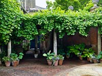 Stone courtyard with pergola covered in vine, beneath hostas in the shade.
